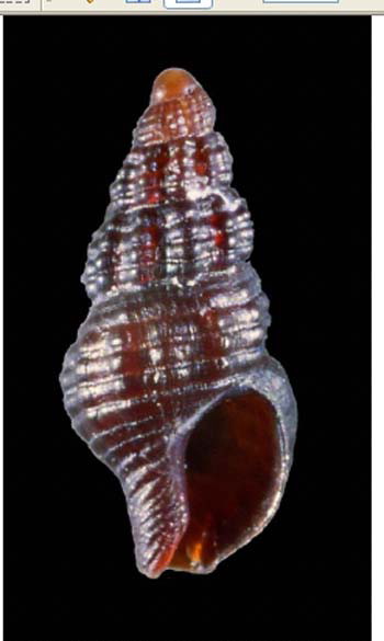 Famiglia Buccinidae: il genere Chauvetia